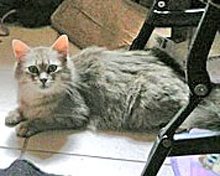 [another picture of Mee-Ma FKA Sable, a Domestic Short Hair silver tabby\ cat] 
