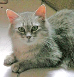 [picture of Mee-Ma FKA Sable, a Domestic Short Hair silver tabby cat]