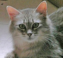 [picture of Mee-Ma FKA Sable, a Domestic Short Hair silver tabby\ cat] 