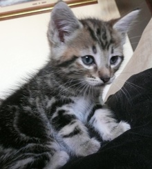 [another picture of Phil, a Bengal-x brown classic tabby\ cat] 
