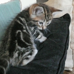[picture of Phil, a Bengal-x brown classic tabby cat]