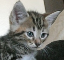 [picture of Phil, a Bengal-x brown classic tabby\ cat] 