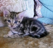 [another picture of Lil, a Bengal-x brown classic tabby\ cat] 