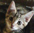 [picture of Lil, a Bengal-x brown classic tabby\ cat] 