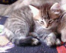 [another picture of Tommy, a Bengal-x brown tabby\ cat] 