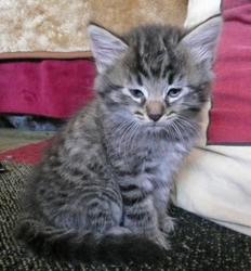 [picture of Tommy, a Bengal-x brown tabby cat]