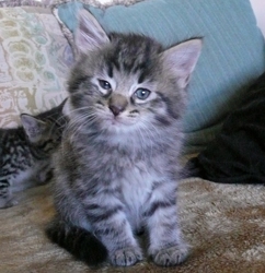 [picture of Tommy, a Bengal-x brown tabby cat]