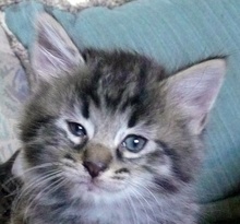 [picture of Tommy, a Bengal-x brown tabby\ cat] 