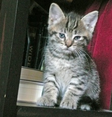 [another picture of Cynthia, a Bengal-x brown tabby\ cat] 