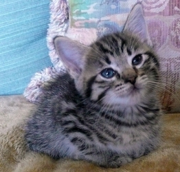 [picture of Cynthia, a Bengal-x brown tabby cat]