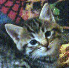 [picture of Cynthia, a Bengal-x brown tabby\ cat] 