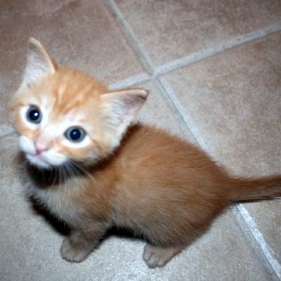 [another picture of Atticus, a Domestic Short Hair orange tabby\ cat] 