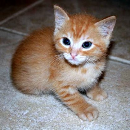 [picture of Atticus, a Domestic Short Hair orange tabby cat]