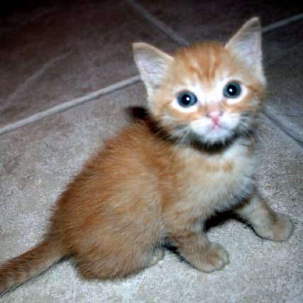 [picture of Atticus, a Domestic Short Hair orange tabby cat]