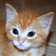 [picture of Atticus, a Domestic Short Hair orange tabby\ cat] 