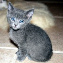 [another picture of Dill, a Domestic Short Hair gray\ cat] 