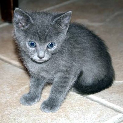 [picture of Dill, a Domestic Short Hair gray cat]