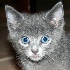 [picture of Dill, a Domestic Short Hair gray\ cat] 