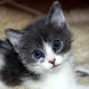 A picture of #NS04595: Jem a Domestic Short Hair gray/white