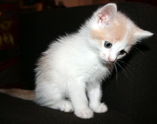 [another picture of Boo, a Domestic Short Hair white/buff\ cat] 
