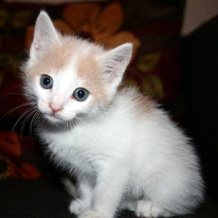 [picture of Boo, a Domestic Short Hair white/buff cat]