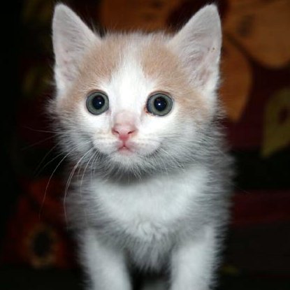 [picture of Boo, a Domestic Short Hair white/buff cat]