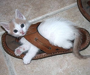 [picture of Boo, a Domestic Short Hair white/buff cat]
