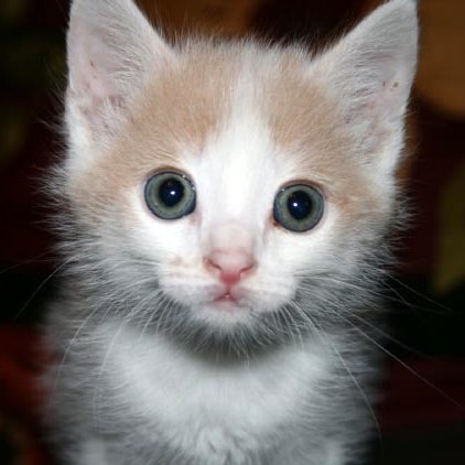 [picture of Boo, a Domestic Short Hair white/buff\ cat] 