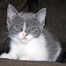 [another picture of Scout, a Domestic Short Hair gray/white\ cat] 