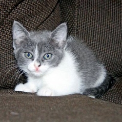 [picture of Scout, a Domestic Short Hair gray/white cat]