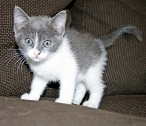 [picture of Scout, a Domestic Short Hair gray/white cat]