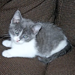 [picture of Scout, a Domestic Short Hair gray/white cat]