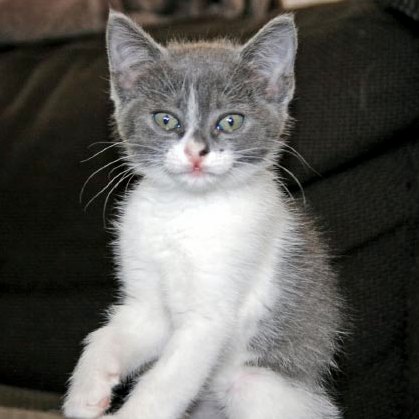 [picture of Scout, a Domestic Short Hair gray/white cat]