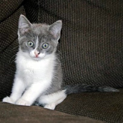 [picture of Scout, a Domestic Short Hair gray/white cat]