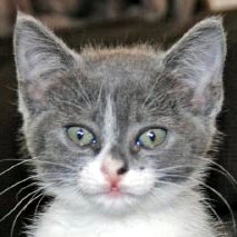 [picture of Scout, a Domestic Short Hair gray/white\ cat] 