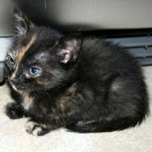[another picture of Calpurnia, a Domestic Short Hair tortoiseshell\ cat] 