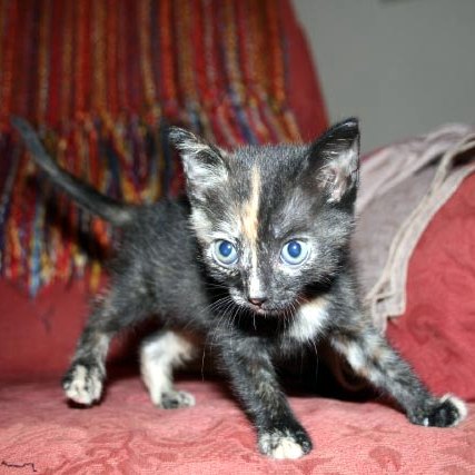 [picture of Calpurnia, a Domestic Short Hair tortoiseshell cat]