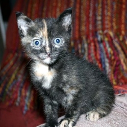 [picture of Calpurnia, a Domestic Short Hair tortoiseshell cat]