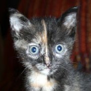 [picture of Calpurnia, a Domestic Short Hair tortoiseshell\ cat] 