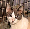 A picture of #NS04600: America a Siamese/Domestic Short Hair-x chocolate point