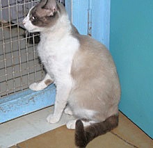 [another picture of America, a Siamese/Domestic Short Hair-x chocolate point\ cat] 