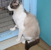 [picture of America, a Siamese/Domestic Short Hair-x chocolate point cat]