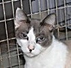 [picture of America, a Siamese/Domestic Short Hair-x chocolate point cat]