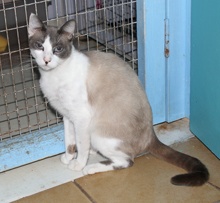 [picture of America, a Siamese/Domestic Short Hair-x chocolate point\ cat] 