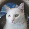 A picture of #NS04601: Sammy a Domestic Short Hair white/gray