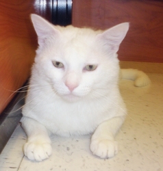 [picture of Sammy, a Domestic Short Hair white/gray cat]