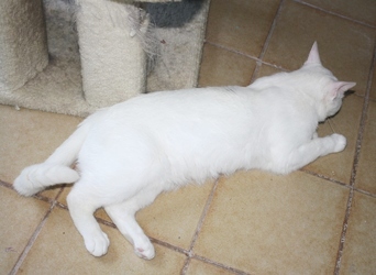 [picture of Sammy, a Domestic Short Hair white/gray cat]