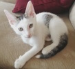 A picture of #NS04616: Tyler a Domestic Short Hair white/tabby