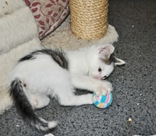 [another picture of Tyler, a Domestic Short Hair white/tabby\ cat] 