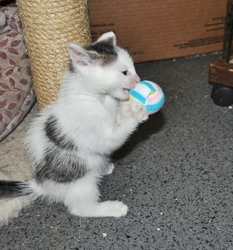 [picture of Tyler, a Domestic Short Hair white/tabby cat]